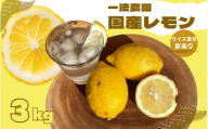 一法農園の 国産レモン サイズ混合 3kg(15個前後) 訳あり ご家庭用【12月中旬～3月下旬までに順次発送】 / れもん レモン 檸檬 蜜柑 フルーツ 果物