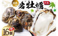 【期間限定発送】 ヨコタ礁 天然 岩牡蠣 生食用 中 16個 [望海 石川県 志賀町 BX4018] 岩牡蠣 岩ガキ 岩がき 牡蠣 カキ