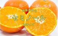 Mサイズ 西地農園のセミノール 4.5kg【2026年3月中旬から順次発送】 / セミノール みかん 蜜柑 柑橘