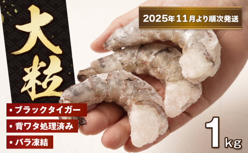 至福の大粒むきえび　背ワタ処理済 1kg【2025年11月より順次発送】　　[むきえび 冷凍 ムキエビ ブラックタイガー 大型 むきえび] 2253952 - 兵庫県淡路市