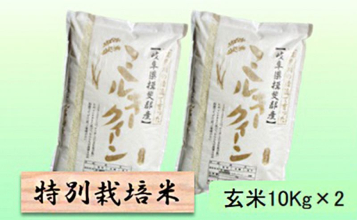 【令和7年産】特別栽培米 20kg【玄米】(ミルキークイーン) 2254360 - 岐阜県池田町