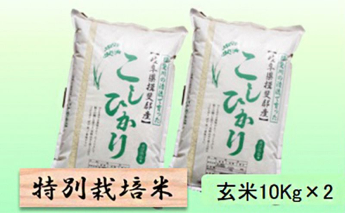 【令和7年産】特別栽培米 20kg【玄米】(コシヒカリ) 2254361 - 岐阜県池田町