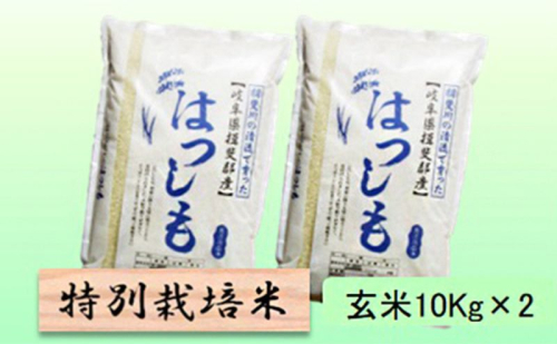 【令和7年産】特別栽培米 20kg【玄米】（ハツシモ） 2254363 - 岐阜県池田町