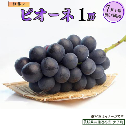【桐箱入り】 ピオーネ １房【2025年7月上旬発送開始】(茨城県共通返礼品：大子町) ブドウ ぶどう 葡萄 ピオーネ 果物 フルーツ 果実 贈答用 贈り物 ギフト プレゼント 2254882 - 茨城県牛久市