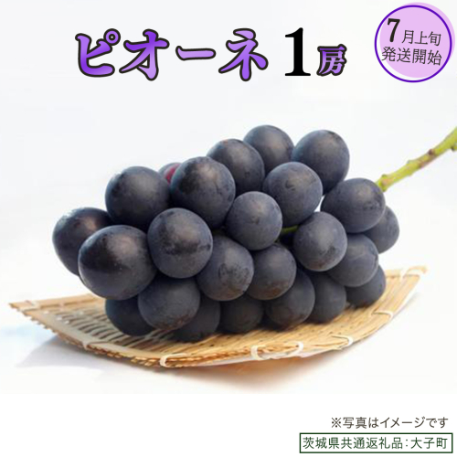 ピオーネ １房【2025年7月上旬発送開始】(茨城県共通返礼品：大子町) ブドウ ぶどう 葡萄 ピオーネ 果物 フルーツ 果実 2254973 - 茨城県牛久市