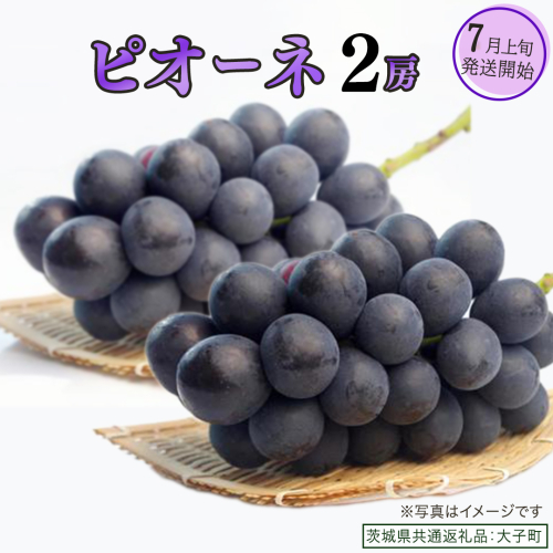 ピオーネ ２房【2025年7月上旬発送開始】(茨城県共通返礼品：大子町) ブドウ ぶどう 葡萄 ピオーネ 果物 フルーツ 果実 2254974 - 茨城県牛久市