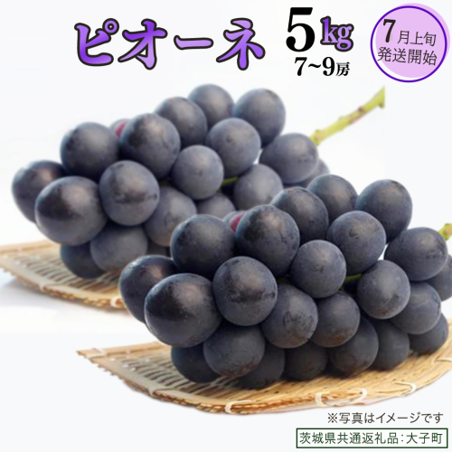 ピオーネ 5kg ( 7～9房 )【2025年7月上旬発送開始】(茨城県共通返礼品：大子町) ブドウ ぶどう 葡萄 ピオーネ 果物 フルーツ 果実 2254981 - 茨城県牛久市