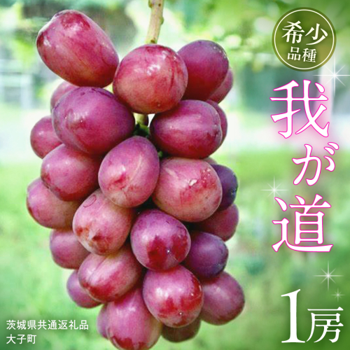 我が道 １房【2025年9月上旬発送開始】(茨城県共通返礼品：大子町) シャインマスカット ウインク 葡萄 ブドウ ぶどう 果物 フルーツ 希少 新品種 贈答用 贈り物 ギフト プレゼント 2255067 - 茨城県牛久市
