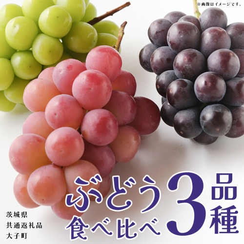 ぶどう ３品種 食べ比べ 【2025年8月上旬発送開始】(茨城県共通返礼品：大子町) ブドウ 葡萄 シャインマスカット 巨峰 ピオーネ ゴルビー 我が道 果物 フルーツ 果実 2255213 - 茨城県牛久市