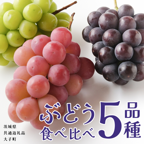 ぶどう ５品種 食べ比べ 【2025年8月上旬発送開始】(茨城県共通返礼品：大子町) ブドウ 葡萄 シャインマスカット 巨峰 ピオーネ ゴルビー 我が道 果物 フルーツ 果実 2255216 - 茨城県牛久市