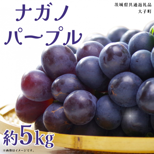 ナガノパープル 約5kg (7～9房)【2025年9月上旬発送開始】(茨城県共通返礼品：大子町) ぶどう 葡萄 ブドウ 果物 フルーツ 果実 2255220 - 茨城県牛久市