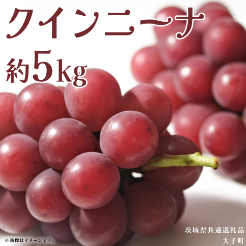 クインニーナ 約5kg (7～9房) 【2025年9月上旬発送開始】(茨城県共通返礼品：大子町) ぶどう 葡萄 ブドウ 果物 フルーツ 果実 2255286 - 茨城県牛久市