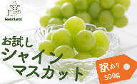TK19-25A ぶどう シャインマスカット家庭用 500g以上 ／2025年9月上旬～配送予定 // 長野県 松川町産 南信州 葡萄 ブドウ 種なし 高品質 2～3房 高糖度 高地栽培 シャインマスカット お試し 訳あり