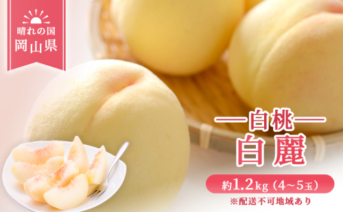 【 2026年 先行予約】 桃 岡山県産 白麗  (白桃) 約1.2kg (4～5玉)《2026年7月下旬-8月中旬頃出荷》 白桃 岡山 はくとう スイーツ フルーツ 果物 先行予約 数量限定 期間限定 岡山 里庄町 モモ もも 桃 2257229 - 岡山県里庄町