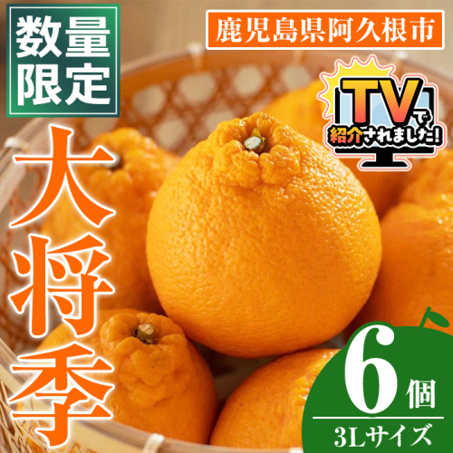 数量限定！大将季 (6個・3Lサイズ) 柑橘 フルーツ 果物 国産 みかん 期間限定 不知火 しらぬい シラヌイ ミカン 【株式会社イロドリ】akn069-07 2257278 - 鹿児島県阿久根市