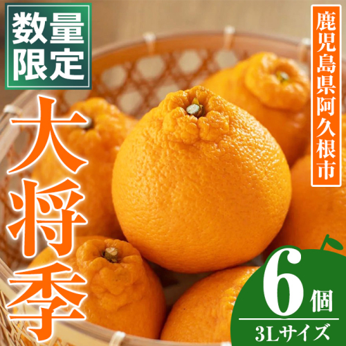 ＜先行予約受付中！2026年1月中旬以降順次発送予定＞数量限定！大将季 (6個・3Lサイズ) 柑橘 フルーツ 果物 国産 みかん 期間限定 不知火 しらぬい シラヌイ ミカン 【株式会社イロドリ】akn069-07 2257278 - 鹿児島県阿久根市