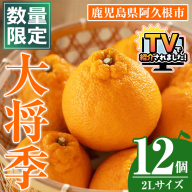 ＜先行予約受付中！2026年1月中旬以降順次発送予定＞数量限定！大将季 (12個・2Lサイズ) 柑橘 フルーツ 果物 国産 みかん 期間限定 不知火 しらぬい シラヌイ ミカン 【株式会社イロドリ】akn069-08