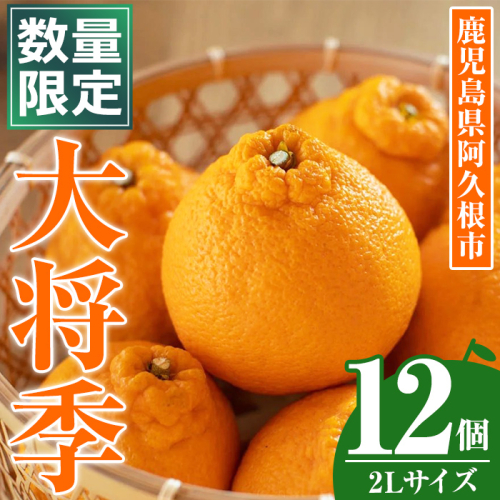 ＜先行予約受付中！2026年1月中旬以降順次発送予定＞数量限定！大将季 (12個・2Lサイズ) 柑橘 フルーツ 果物 国産 みかん 期間限定 不知火 しらぬい シラヌイ ミカン 【株式会社イロドリ】akn069-08 2257279 - 鹿児島県阿久根市