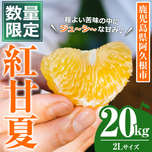 ＜先行予約受付中！2026年3月中旬以降順次発送予定＞数量限定！鹿児島県産 紅甘夏 (20kg・2L) 柑橘 フルーツ 果物 国産 みかん 期間限定 数量限定 ベニアマナツ ミカン 旬 【株式会社イロドリ】akn069-11 2257281 - 鹿児島県阿久根市