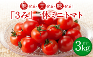 【先行予約】魅せる・美せる・味せる！「３み」一体ミニトマト！ 八代市産 トマト ミニトマト 約3kg 野菜 とまと 熊本県 八代市 【2025年10月下旬より順次発送】