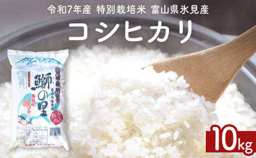 【先行受付】令和7年産 特別栽培米 富山県産コシヒカリ 10kg ＜2025年9月中旬以降順次発送＞ 鰤の里 白米 精米 こしひかり 富山県 氷見市 2258073 - 富山県氷見市