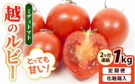 【先行予約】定期便 【2ヶ月連続お届け】坂井市砂丘地のとっても甘い フルーツトマト 越のルビー 1kg（10月～11月） 化粧箱入り 【2025年10月上旬以降順次発送】【とまと トマト フルーツトマト ミディトマト ミニトマト トマトジュース 野菜 やさい 人気 新鮮 産地直送 甘い 高糖度 食べやすい リコピン ビタミン ダイエット 美容 美肌 ギフト 贈り物 贈答】 [A-19106]