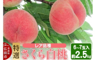 【25年9月発送】もも レア品種 さくら白桃【特選】約2.5kg 6玉～7玉入り【レビューキャンペーン】