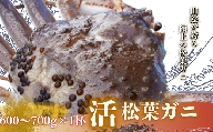 [配送日時指定可能!]松葉ガニ600g〜700g[活]マツバガニ 冬の旬。贅沢の極みをご家庭で松葉カニ マツバカニカニ 蟹 新鮮 旬 プレゼント 贈与 お祝い事 贈り物 年末年始 祝辞 隠岐 西ノ島町