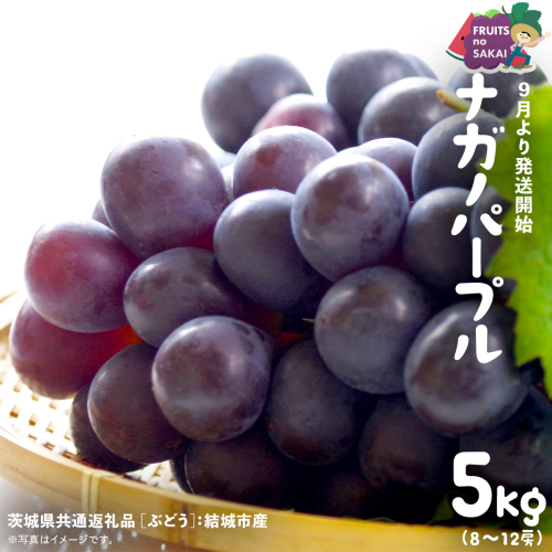 ナガノパープル 5kg （8～12房）【2026年9月より発送開始】（茨城県共通返礼品 [ぶどう]：結城市産） 葡萄 黒ぶどう 旬 お取り寄せ フルーツ 希少品種 デザート [FC04-NT] 2260663 - 茨城県つくばみらい市