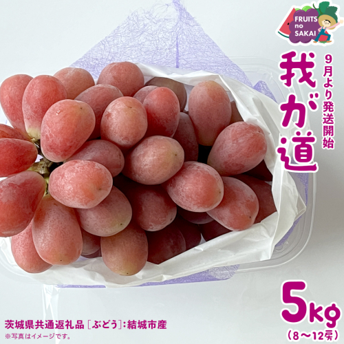 我が道 5kg （8～12房）【2025年9月より発送開始】（茨城県共通返礼品 [ぶどう]：結城市産） 葡萄 赤ぶどう 旬 お取り寄せ フルーツ 希少品種 新品種 デザート [FC03-NT] 2260664 - 茨城県つくばみらい市