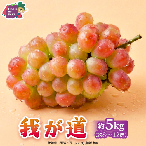 我が道 約5kg （約8～12房）【2026年8月より発送開始】（茨城県共通返礼品 [ぶどう]：結城市産） ぶどう ブドウ 葡萄 我が道 黒ぶどう 皮ごと 高級 国産 ふるさと納税 [FC03-NT] 2260664 - 茨城県つくばみらい市