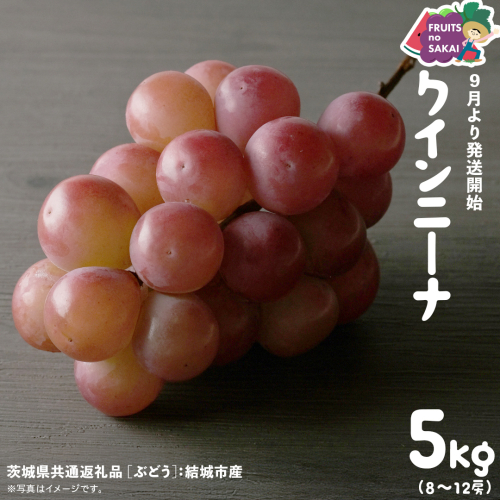 クインニーナ 5kg （8～12房）【2025年9月より発送開始】（茨城県共通返礼品 [ぶどう]：結城市産） 葡萄 赤ぶどう 旬 お取り寄せ フルーツ 甘い 希少品種 デザート [FC02-NT] 2260665 - 茨城県つくばみらい市