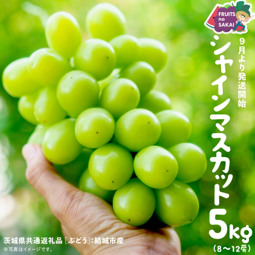 シャインマスカット 5kg （8～12房）【2025年9月より発送開始】（茨城県共通返礼品 [ぶどう]：結城市産） 葡萄 マスカット 旬 お取り寄せ フルーツ 種なし 皮ごと 甘い デザート [FC01-NT] 2260667 - 茨城県つくばみらい市