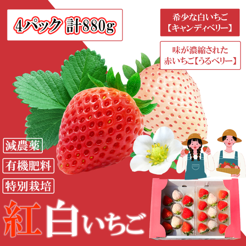 GF002_【2026年12月～4月発送】紅白いちご880g ゆりかーごC4パック 2260875 - 佐賀県みやき町