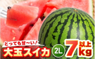 【先行予約】坂井市三里浜砂丘地産 大玉スイカ 2Lサイズ 1玉（7kg以上） 【2026年6月上旬以降順次発送予定】 【スイカ 西瓜 すいか デザート 果物 くだもの 夏 ジューシー 高糖度 お取り寄せ グルメ 産地直送】 [A-19004]