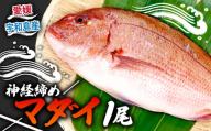 真鯛 1尾 宇和海産 神経締め こもこもShop 神経〆 まるごと 海の鯛陽 鯛 マダイ タイ 養殖 刺身 お刺身 お刺し身 刺し身 人気 鯛めし 鯛茶漬け 鯛しゃぶ 塩焼き 煮付け アレンジ 新鮮 冷蔵 国産 愛媛 宇和島 D013-186001