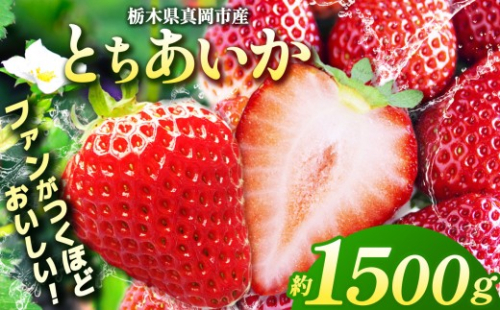 【2027年先行予約受付中！】3月発送 鮮度抜群 ！ 朝採れ 旬 とちあいか  750g以上×2箱 2026年 3月発送｜真岡市 栃木県 送料無料 | いちご 苺 ストロベリー 好評 栃木県産 人気 品種 大容量 寄附 1万円 10000円