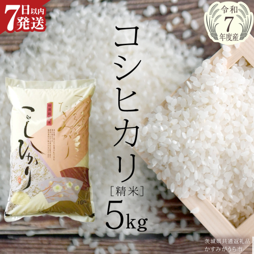 ≪ 令和7年度 新米 ≫ コシヒカリ 精米 5kg ( 5kg × 1袋 ) (茨城県共通返礼品 かすみがうら市産) 新米 米 ごはん もっちり 甘い コメ お米 白米 銘柄米[EX010sa] 2261613 - 茨城県桜川市