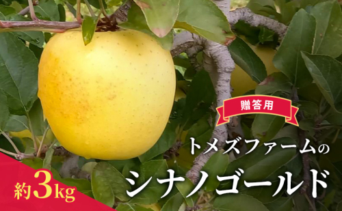 シナノゴールド(贈答用) 約3kg(8玉〜12玉入り)トメズファーム りんご 長野 果物 フルーツ 2262174 - 長野県小諸市