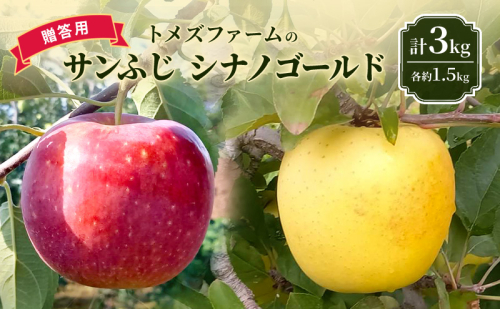 サンふじ・シナノゴールド詰合せ(贈答用) 各約1.5kg 計3kg トメズファーム りんご 長野 信州 小諸 果物 フルーツ 食べ比べ 2262186 - 長野県小諸市