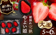 【先行予約】 ＼毎年12月より順次発送／ 〈大玉〉 やよい姫　5粒～6粒程度 果物 いちご フルーツ 愛西市 / くぼ苺農園 【配達不可：北海道・沖縄・離島】 [AECJ015]