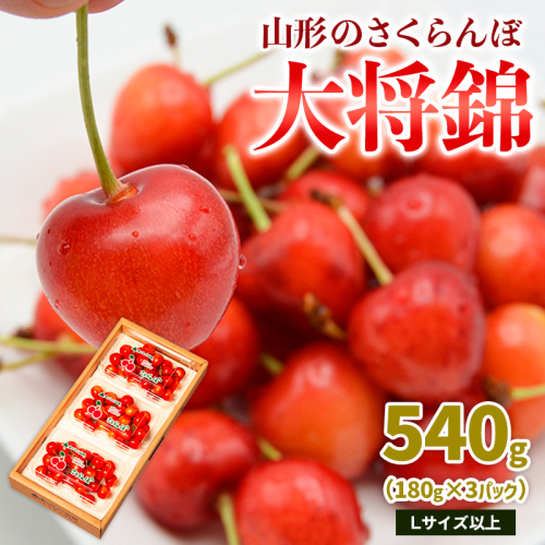 山形のさくらんぼ 大将錦 540g Lサイズ以上 (180g×3パック) 【令和8年産先行予約】FS25-017 2263597 - 山形県山形市