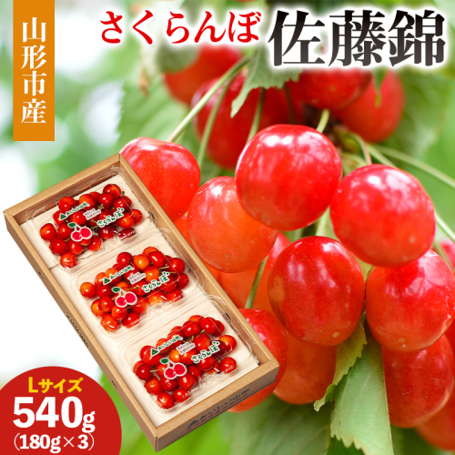 山形市産 さくらんぼ(佐藤錦)Ｌ 540g(180ｇ×3) 【令和8年産先行予約】FS25-030 2263983 - 山形県山形市