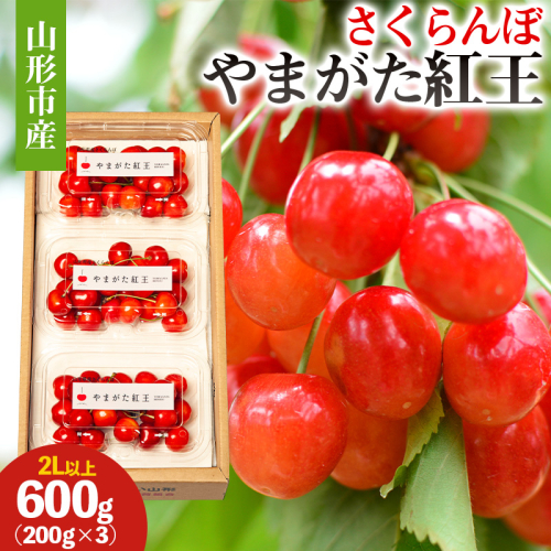 山形市産 さくらんぼ(やまがた紅王)2L以上 600g(200g×3) 【令和8年産先行予約】FS25-051 2264023 - 山形県山形市