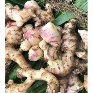高知県土佐清水産自然のままの土付き新生姜1kg