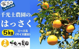 【ふるさと納税】【限定】31-09 千光士農園のハッサク 5kg