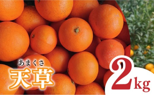 【2027年1月下旬から発送予定】天草 小玉 2kg | 家庭用 蜜柑 ミカン みかん 甘い  濃厚 柑橘  人気 お取り寄せ  期間 数量 限定 愛媛 松山