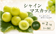 先行受付 シャインマスカット 約2kg (3〜5房)[2026年9月上旬〜11月上旬発送][新規就農者応援コース 幸作会] |シャインマスカット ぶどう 葡萄 ブドウ 生産者応援 果物 フルーツ 令和8年産 [K-39]