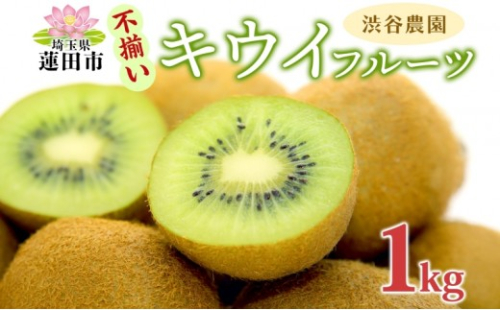 渋谷農園 キウイフルーツ(グリーン) 不揃い 1kg以上 訳あり キウイ グリーンキウイ フルーツ 栄養 ビタミンC 食物繊維 酵素 カリウム 葉酸 ビタミンE 低カロリー 果実 果物 お取り寄せ 送料無料 蓮田市