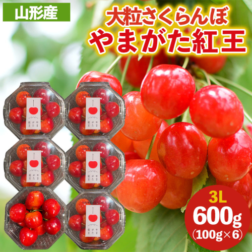 大粒のさくらんぼ「やまがた紅王」3Lサイズ 600g (100×６パック入り) 【令和8年産先行予約】FS25-032 2266748 - 山形県山形市